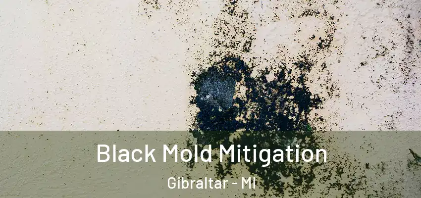  Black Mold Mitigation Gibraltar - MI