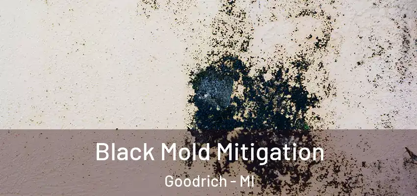  Black Mold Mitigation Goodrich - MI