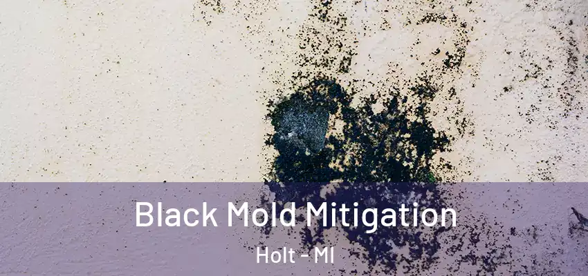 Black Mold Mitigation Holt - MI
