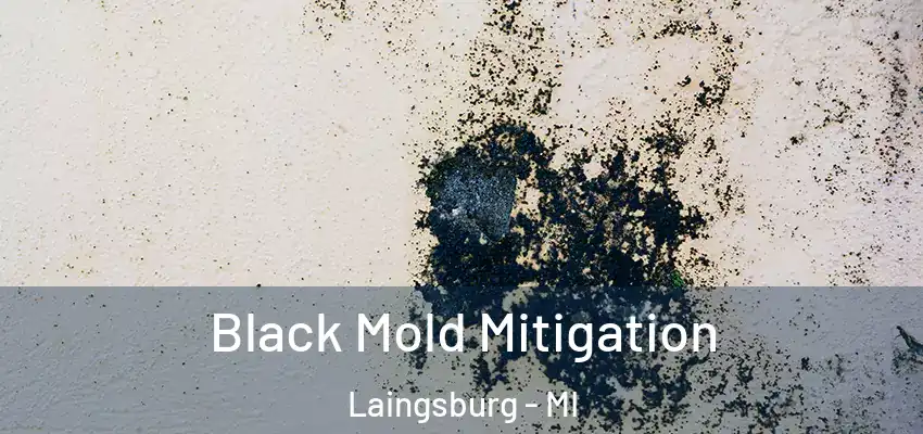  Black Mold Mitigation Laingsburg - MI