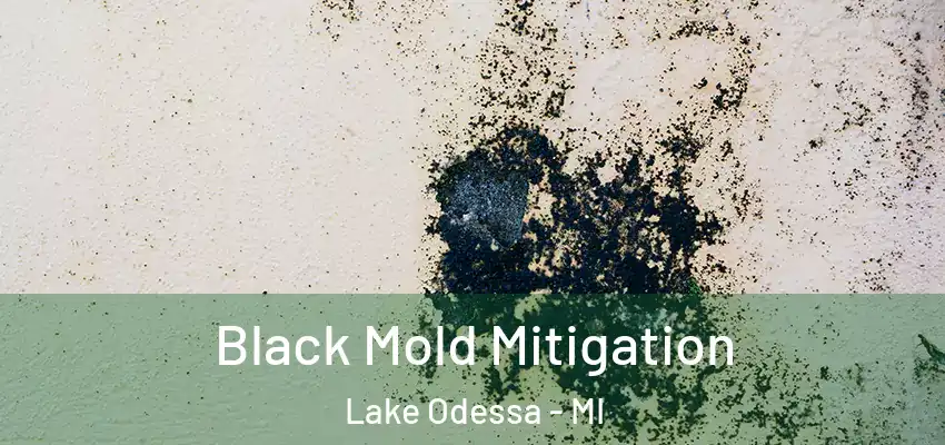  Black Mold Mitigation Lake Odessa - MI