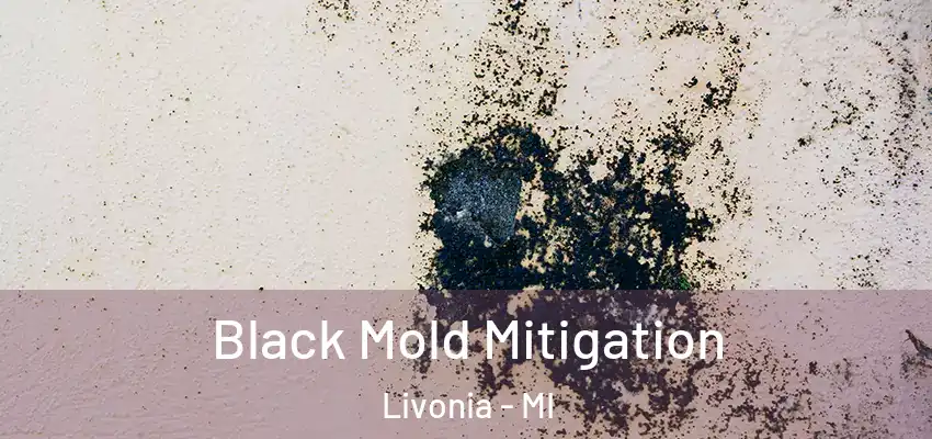  Black Mold Mitigation Livonia - MI