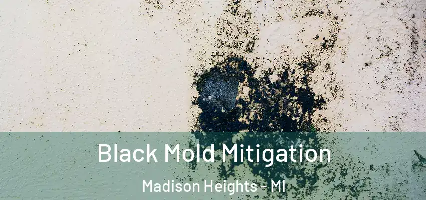  Black Mold Mitigation Madison Heights - MI