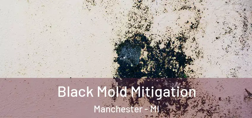  Black Mold Mitigation Manchester - MI