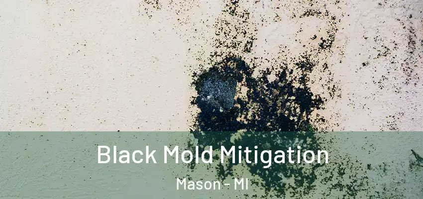  Black Mold Mitigation Mason - MI