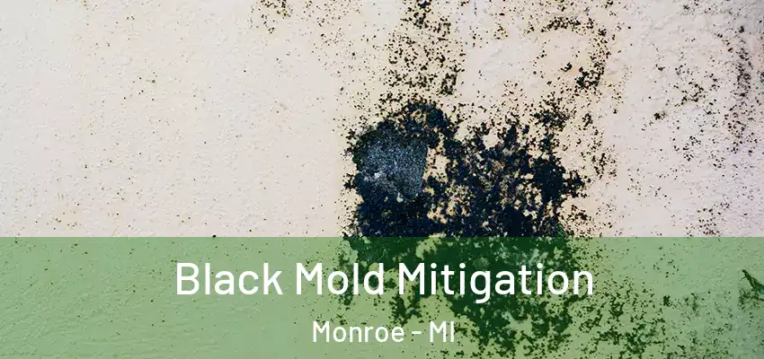  Black Mold Mitigation Monroe - MI