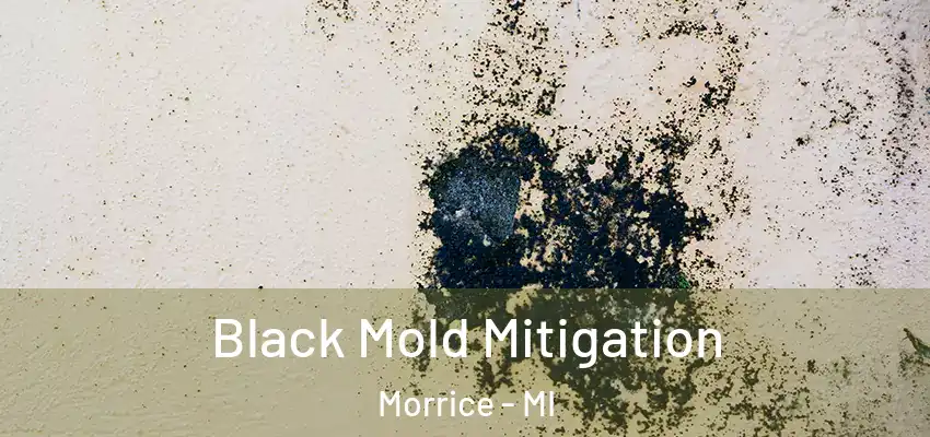  Black Mold Mitigation Morrice - MI