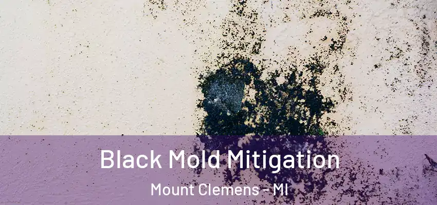  Black Mold Mitigation Mount Clemens - MI