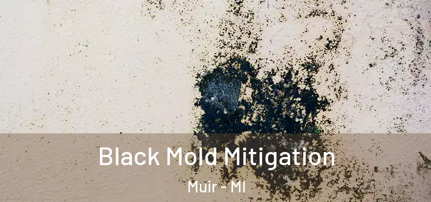  Black Mold Mitigation Muir - MI
