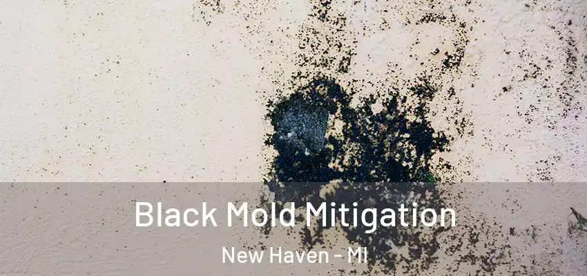  Black Mold Mitigation New Haven - MI