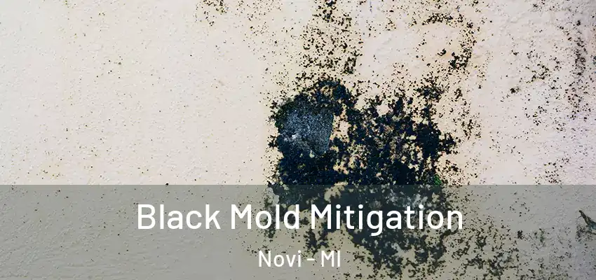  Black Mold Mitigation Novi - MI