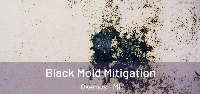  Black Mold Mitigation Okemos - MI