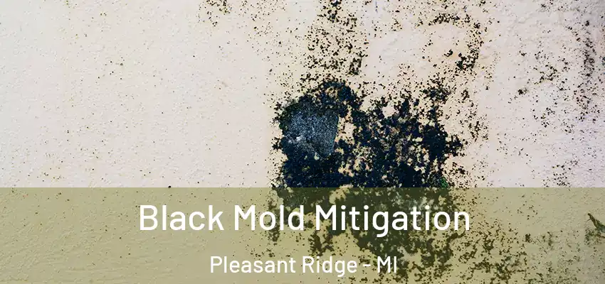  Black Mold Mitigation Pleasant Ridge - MI