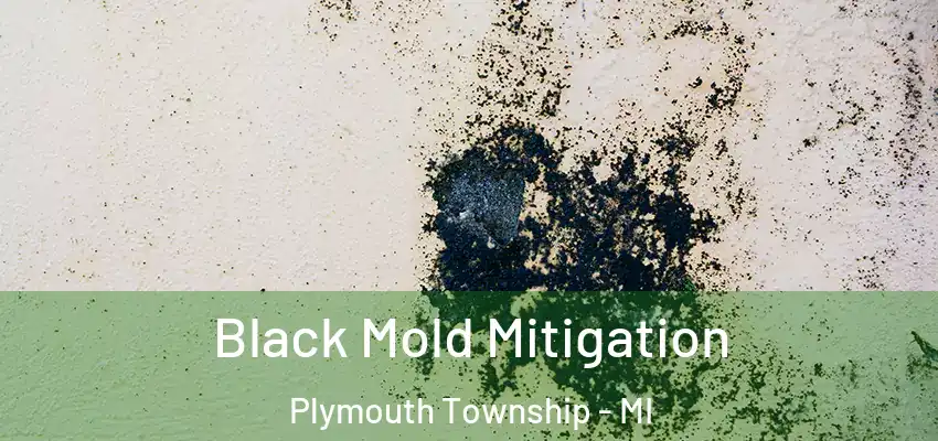 Black Mold Mitigation Plymouth Township - MI