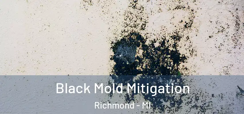 Black Mold Mitigation Richmond - MI
