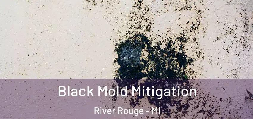  Black Mold Mitigation River Rouge - MI