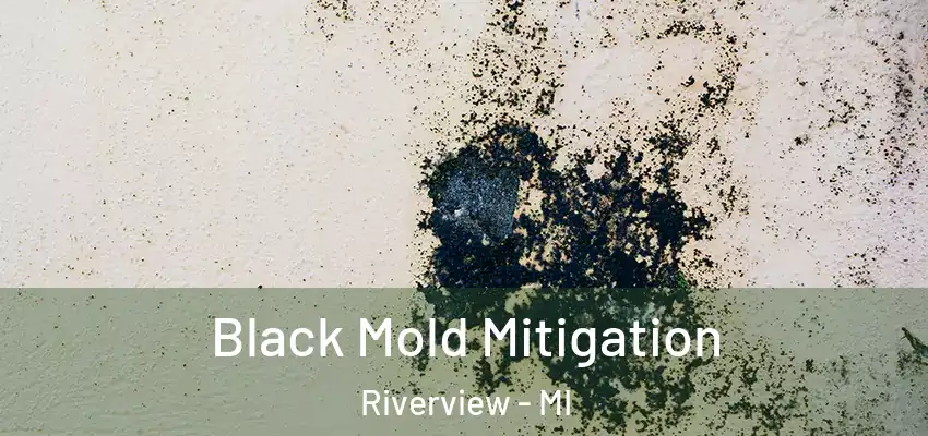 Black Mold Mitigation Riverview - MI