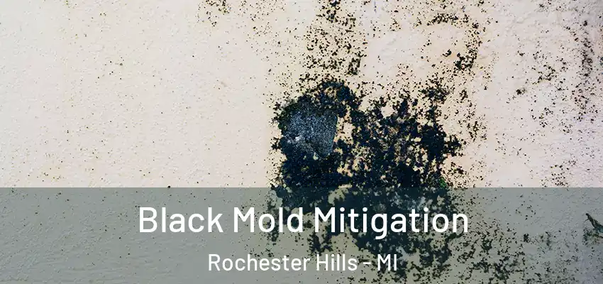  Black Mold Mitigation Rochester Hills - MI