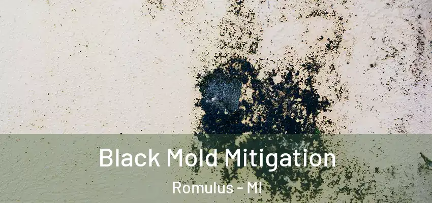  Black Mold Mitigation Romulus - MI