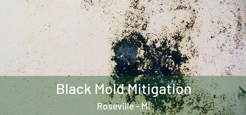  Black Mold Mitigation Roseville - MI