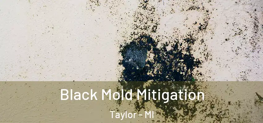 Black Mold Mitigation Taylor - MI