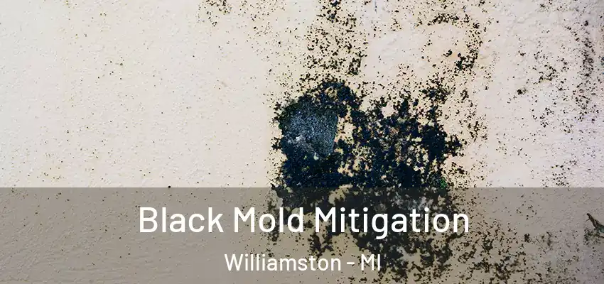  Black Mold Mitigation Williamston - MI