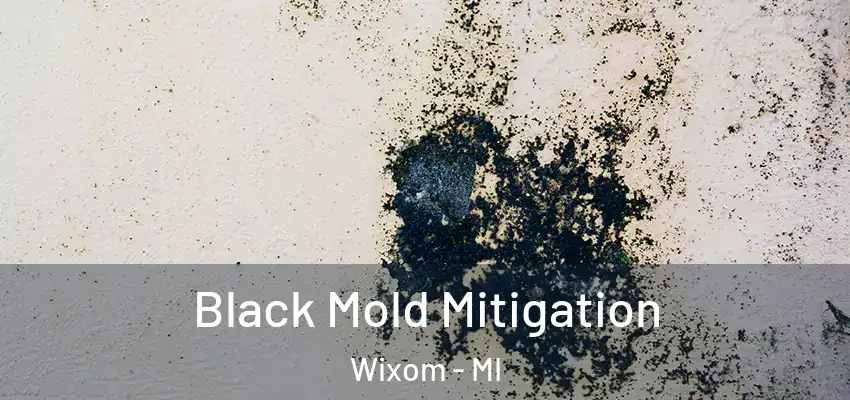  Black Mold Mitigation Wixom - MI