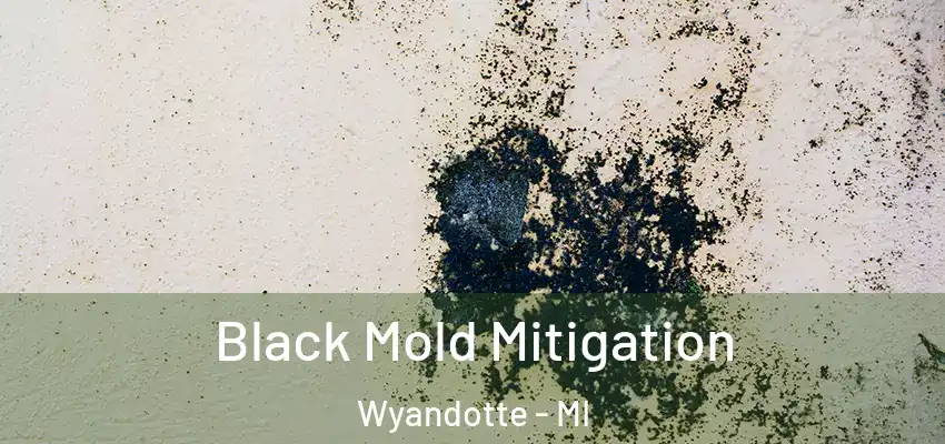  Black Mold Mitigation Wyandotte - MI