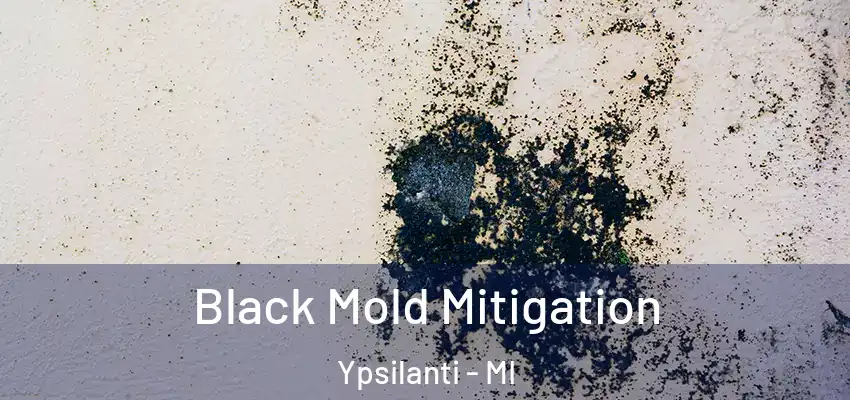  Black Mold Mitigation Ypsilanti - MI