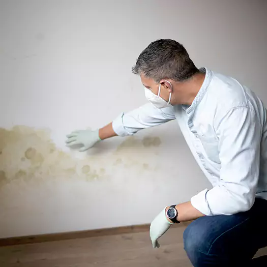 Trusted Mold Remediation and Removal Experts in Ann Arbor, MI