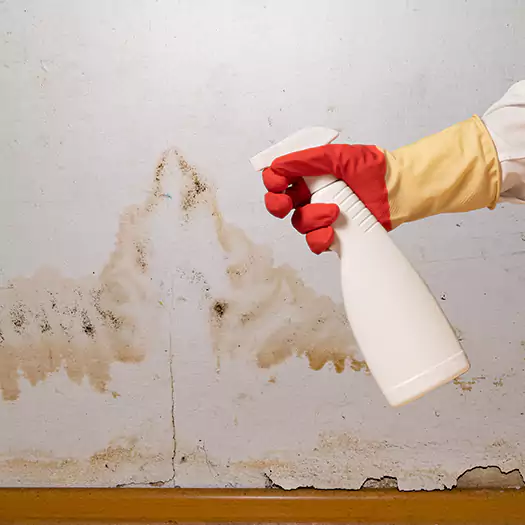 Trusted Black Mold Mitigation Specialists in Ann Arbor, MI