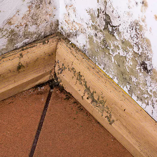 Trusted Cleaning Mold Off Wood Specialists in Ann Arbor, MI