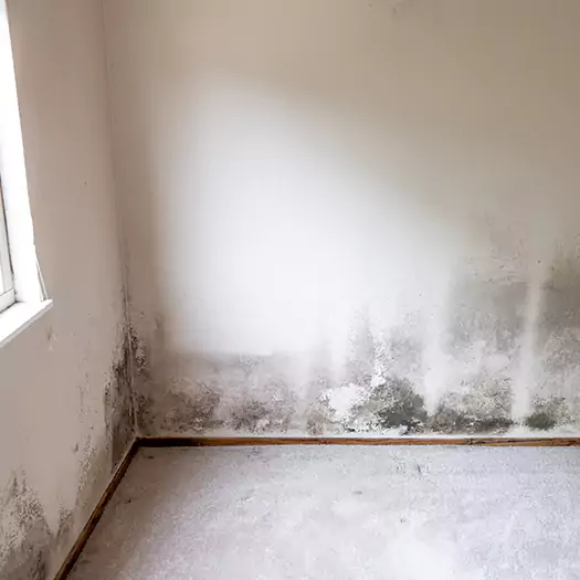 Trusted Mold Cleanup Specialists in Ann Arbor, MI