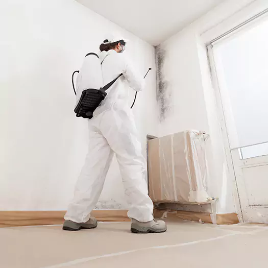 Trusted Mold Damage Experts in Ann Arbor, MI