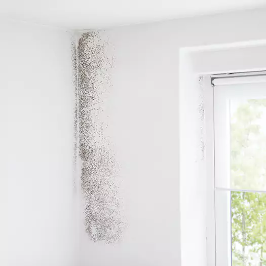 Trusted Mold Eradication Professionals Serving in Ann Arbor, MI