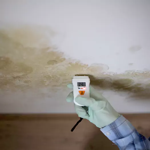 Reliable Mold Inspection Experts in Ann Arbor, MI