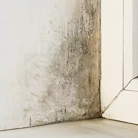 Skilled Mold on Drywall Experts in Ann Arbor, MI