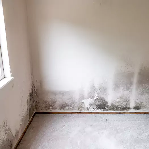 Trusted Mold on the Wall Experts in Ann Arbor, MI