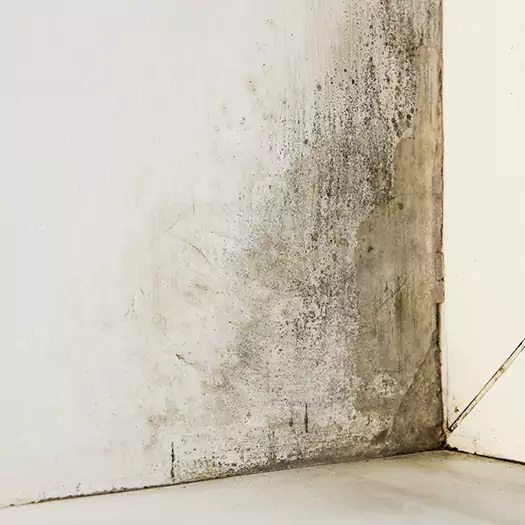 #1 Mold Remediation and Removal Experts in Ann Arbor, MI