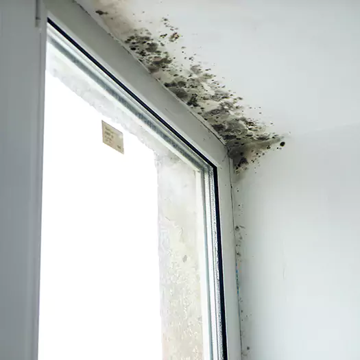 Reliable Mold Treatment Specialists in Ann Arbor, MI