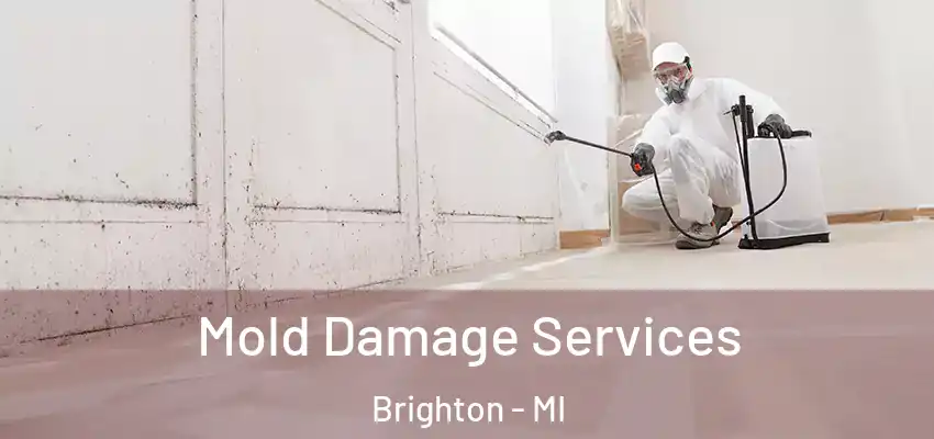  Mold Damage Services Brighton - MI