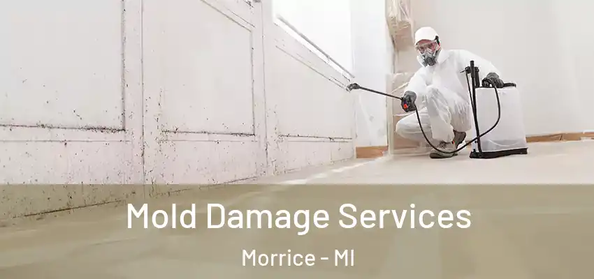 Mold Damage Services Morrice - MI
