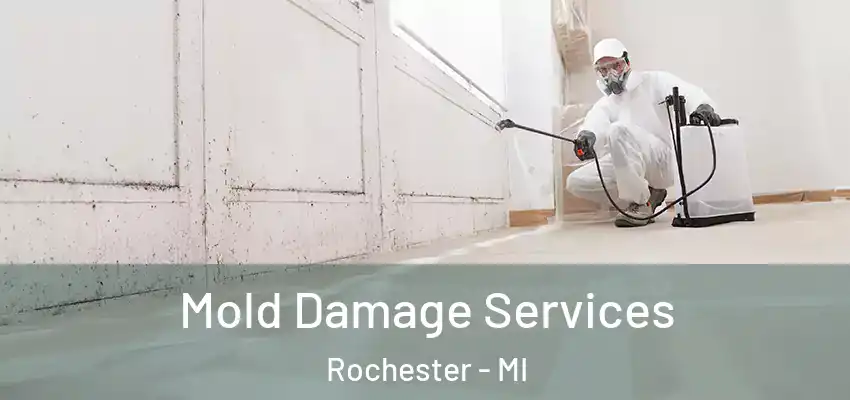  Mold Damage Services Rochester - MI
