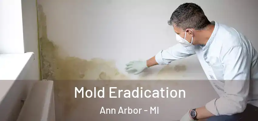  Mold Eradication Ann Arbor - MI