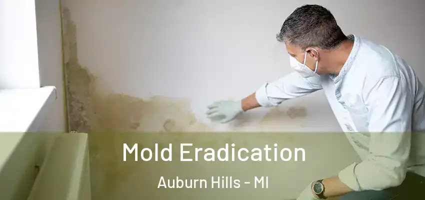  Mold Eradication Auburn Hills - MI