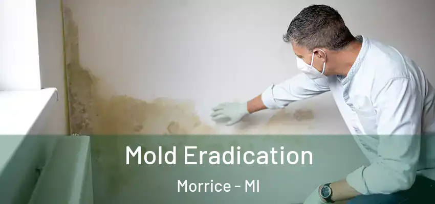 Mold Eradication Morrice - MI