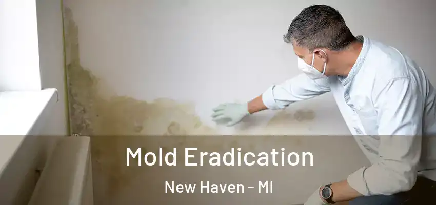  Mold Eradication New Haven - MI