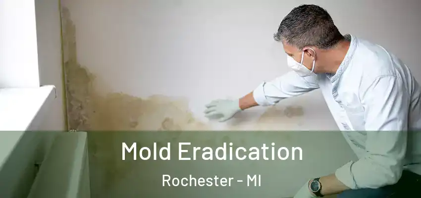  Mold Eradication Rochester - MI
