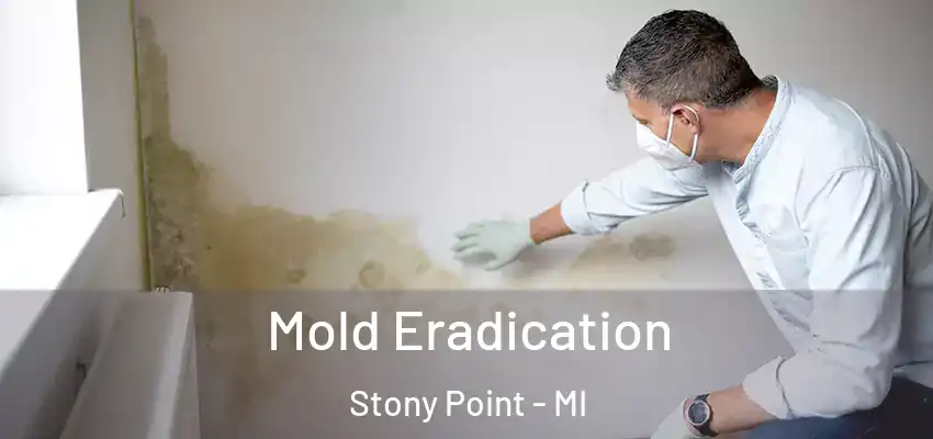  Mold Eradication Stony Point - MI