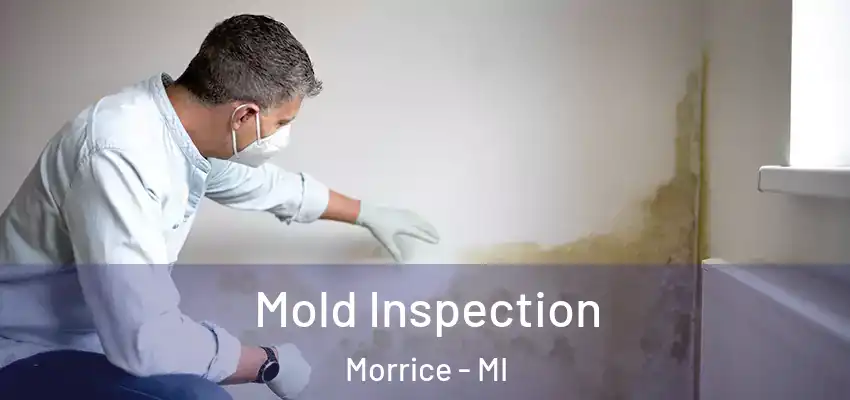  Mold Inspection Morrice - MI